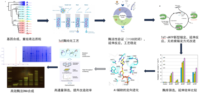 酶促法从头合成DNA研发