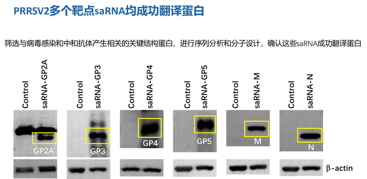 开发针对PRRSV-2的saRNA疫苗：创新性疫苗平台的制备与评估