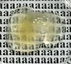 生物组织单细胞分辨率3D结构快速表征与检测技术