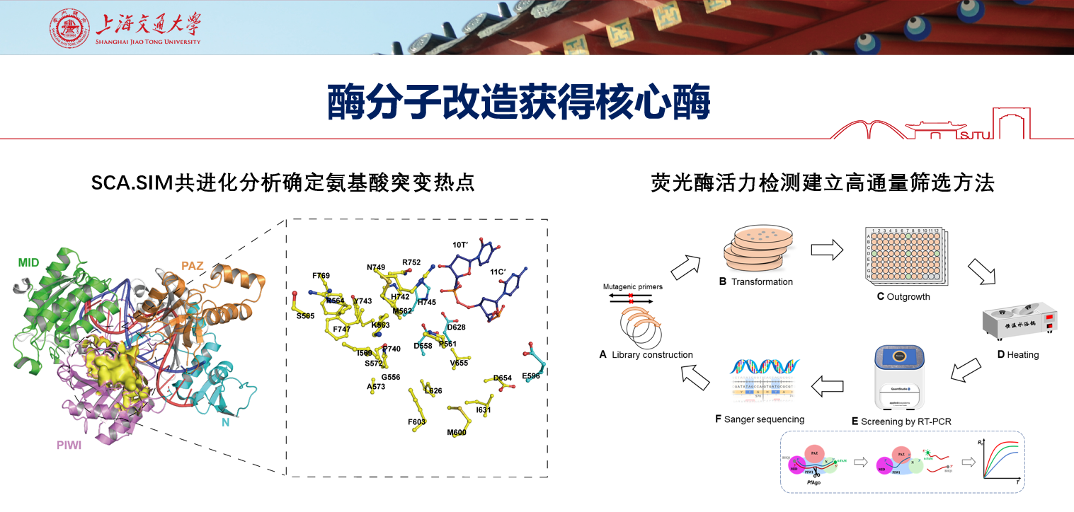 新型可编程性诊断工具酶产品